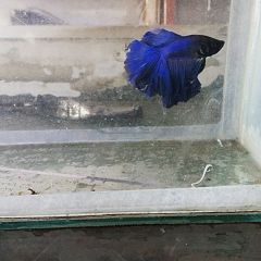 blue full moon betta