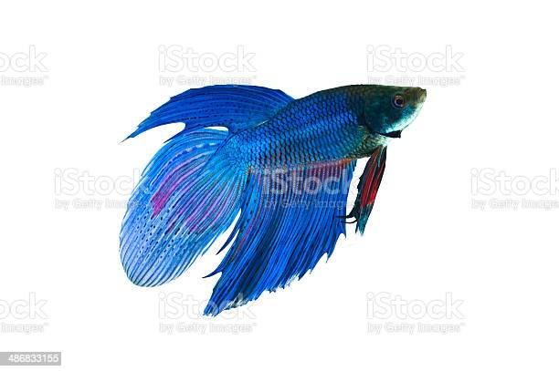 blue vailtail betta