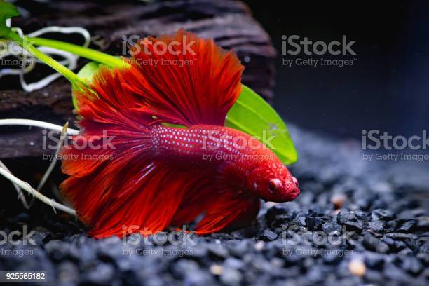 red halfmoon betta